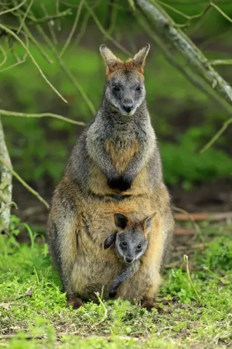Framed Print : Swamp Wallaby (Wallabia bicolor) adult female with young, looking out from pouch, Wilsons Promontory N. P Framed Print : Swamp Wallaby (Wallabia bicolor) adult female with young, looking out from pouch, Wilsons Promontory N. P