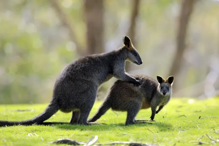 Framed Print : Swamp Wallaby (Wallabia bicolor) adult pair, male holding female, South Australia, Australia Framed Print : Swamp Wallaby (Wallabia bicolor) adult pair, male holding female, South Australia, Australia