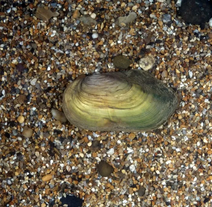Framed Print : Swan Mussel (Anodonta cygnaea) Framed Print : Swan Mussel (Anodonta cygnaea)