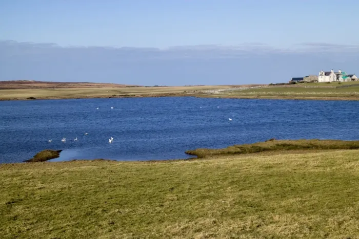 Framed Print : Swans, mainly Whooper on Loch Ardnave, Gruinart, Isle of Islay Scotland Framed Print : Swans, mainly Whooper on Loch Ardnave, Gruinart, Isle of Islay Scotland