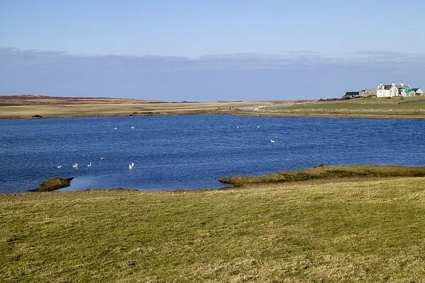 Swans, mainly Whooper on Loch Ardnave, Gruinart, Isle of Islay Scotland