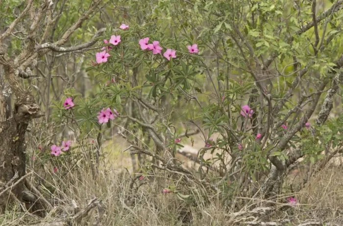 Framed Print : Swazi Lily (Adenium swazicum) flowering, Kruger N. P. Great Limpopo Transfrontier Park, South Africa, November Framed Print : Swazi Lily (Adenium swazicum) flowering, Kruger N. P. Great Limpopo Transfrontier Park, South Africa, November