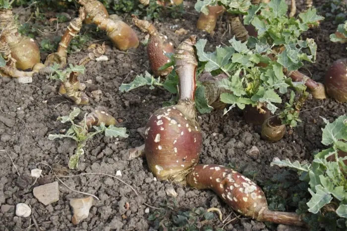 Framed Print : Swede (Brassica napobrassica) mature crop, with distorted growth and slug damage, in garden allotment, Suffolk, England, march Framed Print : Swede (Brassica napobrassica) mature crop, with distorted growth and slug damage, in garden allotment, Suffolk, England, march