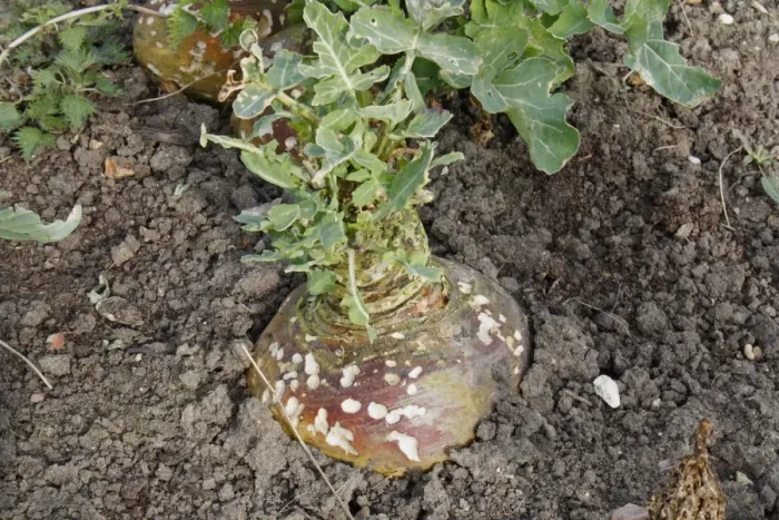 Framed Print : Swede (Brassica napobrassica) mature crop, with slug damage, in garden allotment, Suffolk, England, march Framed Print : Swede (Brassica napobrassica) mature crop, with slug damage, in garden allotment, Suffolk, England, march