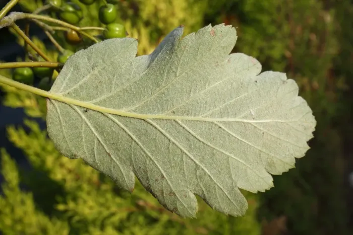Framed Print : Swedish Whitebeam (Sorbus intermedia) close-up of leaf underside, in garden, Suffolk, England, August Framed Print : Swedish Whitebeam (Sorbus intermedia) close-up of leaf underside, in garden, Suffolk, England, August