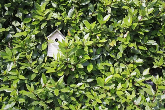 Framed Print : Sweet Bay (Laurus nobilis) leaves, with birdbox in garden, Bembridge, Isle of Wight, England, june Framed Print : Sweet Bay (Laurus nobilis) leaves, with birdbox in garden, Bembridge, Isle of Wight, England, june