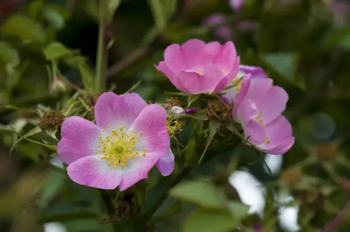 Framed Print : Sweet Briar (Rosa rubiginosa) close-up of flowers, Crossness Nature Reserve, Bexley, Kent, England, june Framed Print : Sweet Briar (Rosa rubiginosa) close-up of flowers, Crossness Nature Reserve, Bexley, Kent, England, june