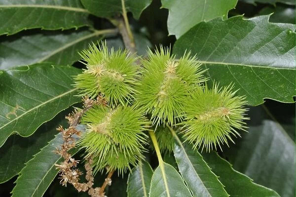 Sweet Chestnut (Castanea sativa) close-up of developing fruits, England, july
