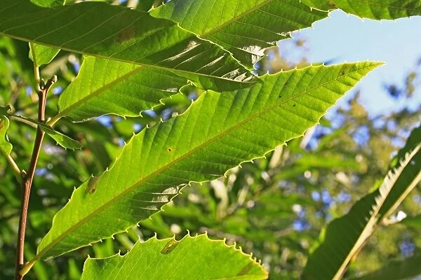 Sweet Chestnut (Castanea sativa) close-up of leaf underside, growing in woodland, Vicarage Plantation, Mendlesham