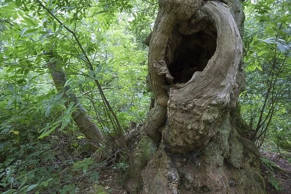 Sweet Chestnut (Castanea sativa) ancient tree, close-up of trunk with cavity, Inchmahome Priory, Inchmahome
