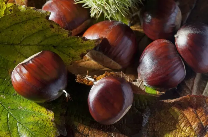 Framed Print : Sweet Chestnut (Castanea sativa) close-up of nuts, France, October Framed Print : Sweet Chestnut (Castanea sativa) close-up of nuts, France, October