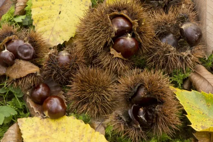 Framed Print : Sweet Chestnut (Castanea sativa) fallen fruit and leaves, Dordogne, France, November Framed Print : Sweet Chestnut (Castanea sativa) fallen fruit and leaves, Dordogne, France, November