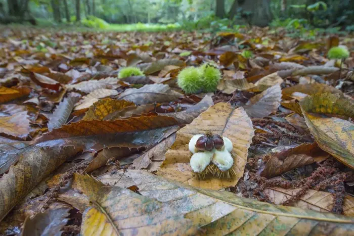 Framed Print : Sweet Chestnut (Castanea sativa) open and closed fruits, amongst leaf litter on woodland floor, Norfolk, England Framed Print : Sweet Chestnut (Castanea sativa) open and closed fruits, amongst leaf litter on woodland floor, Norfolk, England