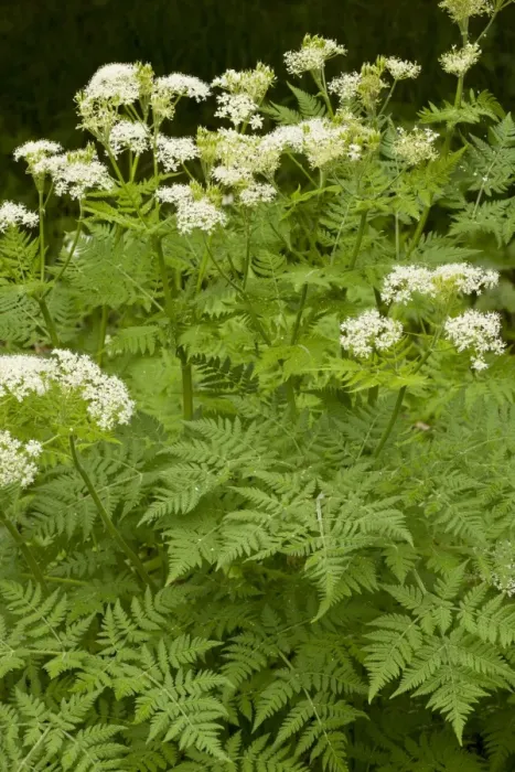 Framed Print : Sweet Cicely (Myrrhis odorata) flowering, growing on roadside, Slovenia, june