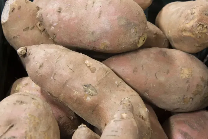 Framed Print : Sweet Potato (Ipomoea batatas) tubers in farm shop, Cheshire, England, February Framed Print : Sweet Potato (Ipomoea batatas) tubers in farm shop, Cheshire, England, February