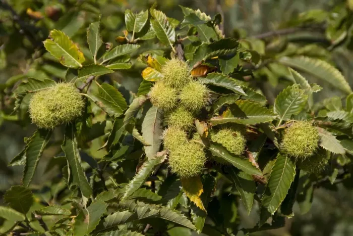 Framed Print : Sweet or Spanish Chestnut with fruit bunches protected by green outer cupule with branched radiating spines Framed Print : Sweet or Spanish Chestnut with fruit bunches protected by green outer cupule with branched radiating spines