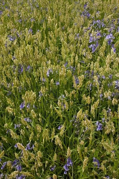 Sweet Vernal Grass (Anthoxanthum odoratum) and Bluebell (Endymion non-scriptus) flowering, growing in woodland, Garston Wood RSPB Nature Reserve, Dorset, England, may