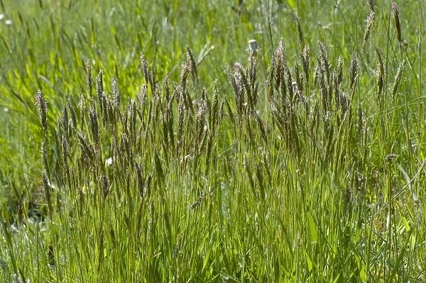 Sweet vernal grass, Anthoxanthum odoratum, flowering in a mixed grass meadow in spring