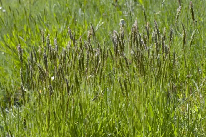 Framed Print : Sweet vernal grass, Anthoxanthum odoratum, flowering in a mixed grass meadow in spring Framed Print : Sweet vernal grass, Anthoxanthum odoratum, flowering in a mixed grass meadow in spring