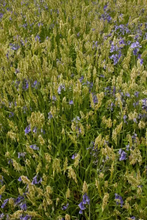 Framed Print : Sweet Vernal Grass (Anthoxanthum odoratum) and Bluebell (Endymion non-scriptus) flowering, growing in woodland, Garston Wood RSPB Nature Reserve, Dorset, England, may Framed Print : Sweet Vernal Grass (Anthoxanthum odoratum) and Bluebell (Endymion non-scriptus) flowering, growing in woodland, Garston Wood RSPB Nature Reserve, Dorset, England, may