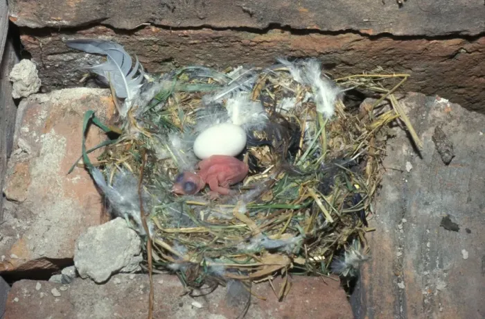 Framed Print : Swift (Apus apus) Egg and newly hatched chick Framed Print : Swift (Apus apus) Egg and newly hatched chick