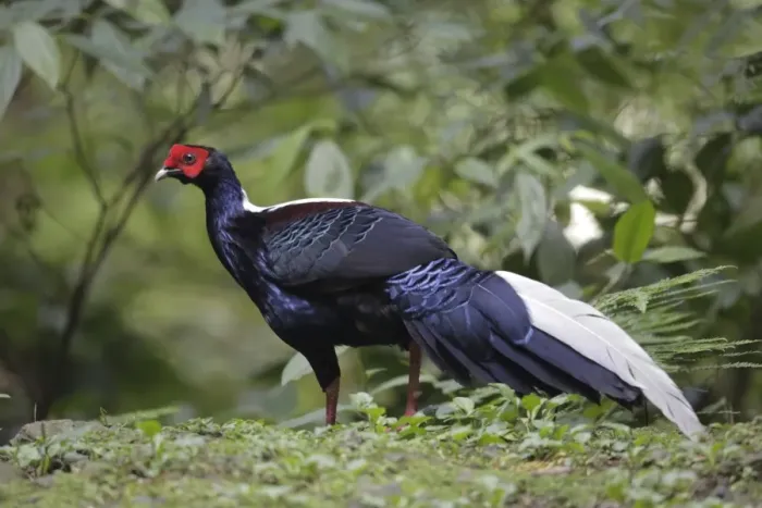 Framed Print : Swinhoes Pheasant (Lophura swinhoii) adult male, walking on forest floor, Anmashan, Central Taiwan, May Framed Print : Swinhoes Pheasant (Lophura swinhoii) adult male, walking on forest floor, Anmashan, Central Taiwan, May