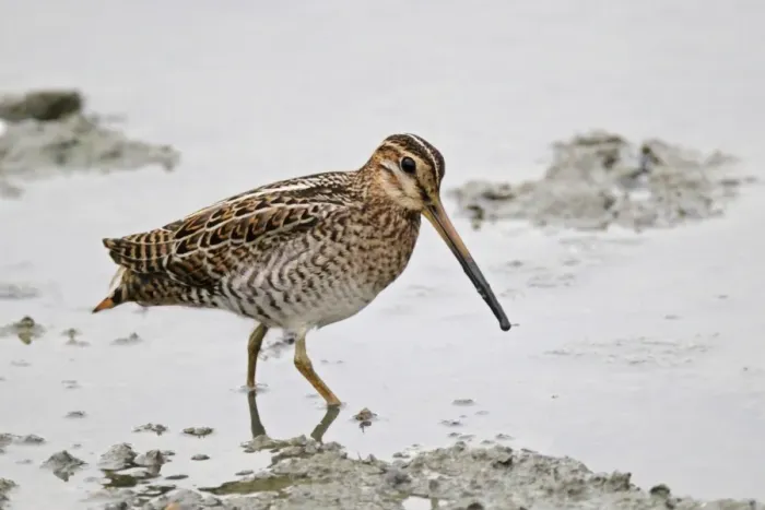 Framed Print : Swinhoes Snipe (Gallinago megala) adult, standing in shallow water, Hong Kong, China, September Framed Print : Swinhoes Snipe (Gallinago megala) adult, standing in shallow water, Hong Kong, China, September