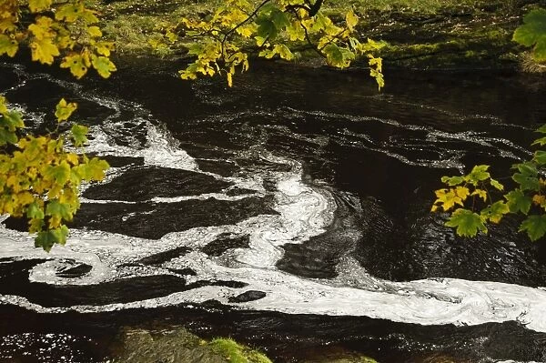 Swirling patterns of foam in river just below waterfall, caused by nutrients released from decaying vegetation