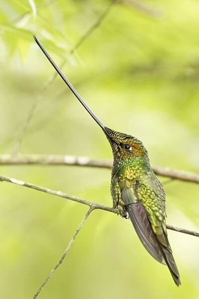 Sword-billed Hummingbird (Ensifera ensifera) adult male, perched on twig in montane rainforest, Guango, Andes, Ecuador
