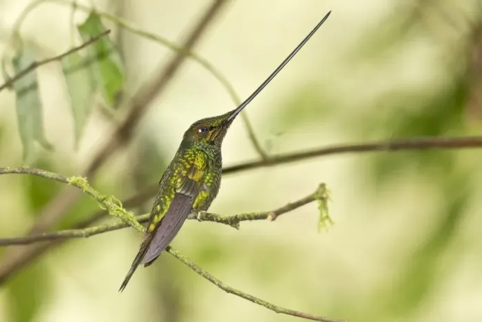 Framed Print : Sword-billed Hummingbird (Ensifera ensifera) adult male, perched on twig in montane rainforest, Guango, Andes, Ecuador Framed Print : Sword-billed Hummingbird (Ensifera ensifera) adult male, perched on twig in montane rainforest, Guango, Andes, Ecuador