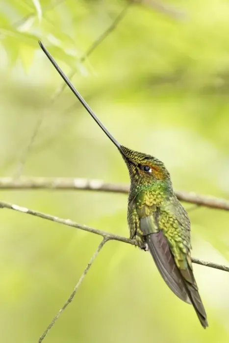 Framed Print : Sword-billed Hummingbird (Ensifera ensifera) adult male, perched on twig in montane rainforest, Guango, Andes, Ecuador Framed Print : Sword-billed Hummingbird (Ensifera ensifera) adult male, perched on twig in montane rainforest, Guango, Andes, Ecuador