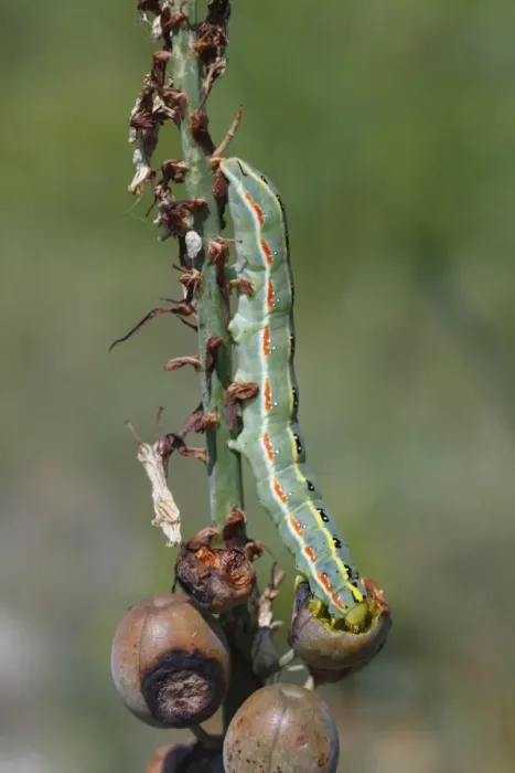 Framed Print : Sword-grass Moth (Xylena exsoleta) larva, feeding on Squill (Scilla sp. ) ripening seeds, near Minerve, Herault