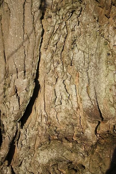 Sycamore (Acer pseudoplatanus) close-up of bark, Thornham Magna, Suffolk, England, october