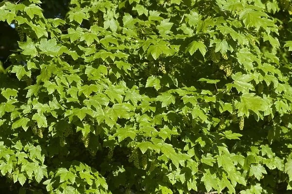 Sycamore (Acer pseudoplatanus) close-up of full canopy of new leaves, Cumbria, England, June