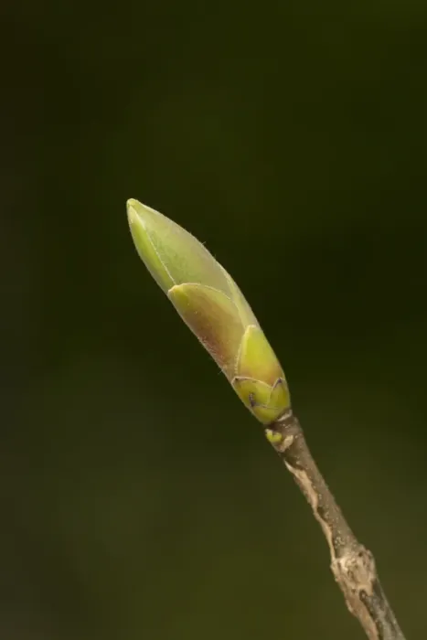 Framed Print : Sycamore (Acer pseudoplatanus) close-up of leafbud, Sheffield, South Yorkshire, England, May Framed Print : Sycamore (Acer pseudoplatanus) close-up of leafbud, Sheffield, South Yorkshire, England, May