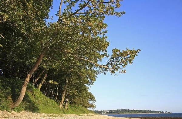 Sycamore (Acer pseudoplatanus) habit, woodland habitat at edge of beach, Bembridge, Isle of Wight, England, june