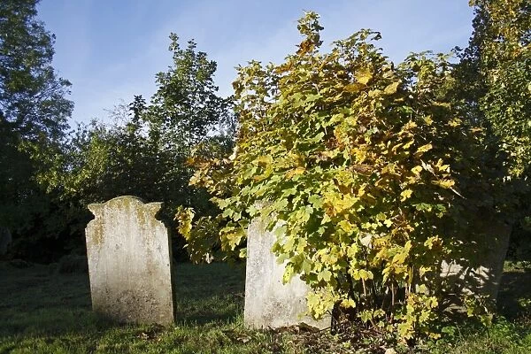 Sycamore (Acer pseudoplatanus) sapling, growing beside headstones in church graveyard, St
