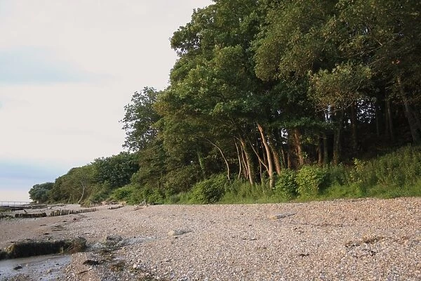 Sycamore (Acer pseudoplatanus) woodland habitat at edge of beach at dawn, Bembridge, Isle of Wight, England, june