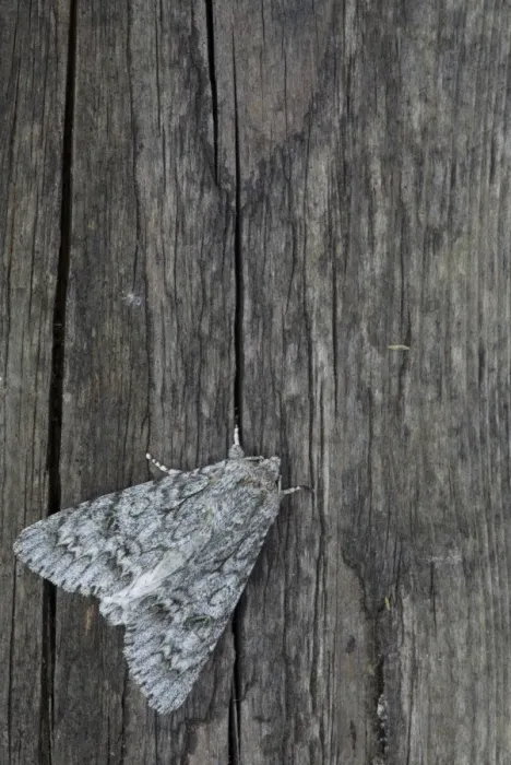 Framed Print : Sycamore Moth (Acronicta aceris) adult, resting on fencepost, Sheffield, South Yorkshire, England, July Framed Print : Sycamore Moth (Acronicta aceris) adult, resting on fencepost, Sheffield, South Yorkshire, England, July