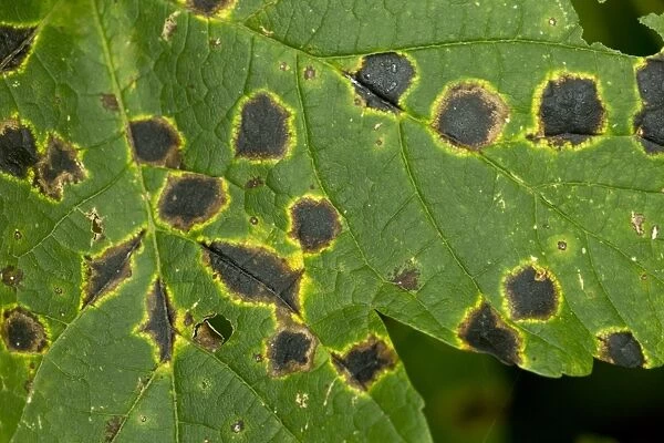 Sycamore Tar Spot (Rhytisma acerinum) lesions on Sycamore (Acer pseudoplatanus) leaf, Maritime Alps, France, September