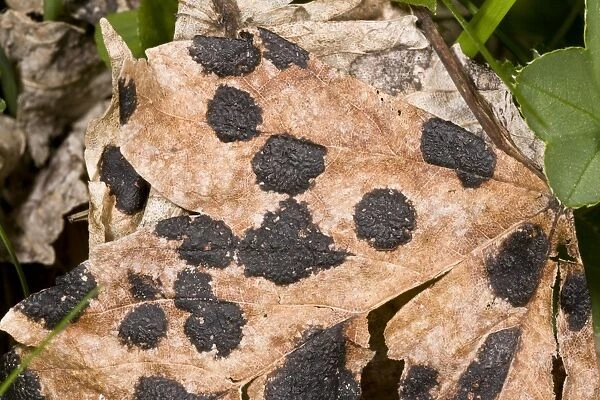 Sycamore Tar Spot (Rhytisma acerinum) lesions on Sycamore (Acer pseudoplatanus) leaf, French Pyrenees, France, June