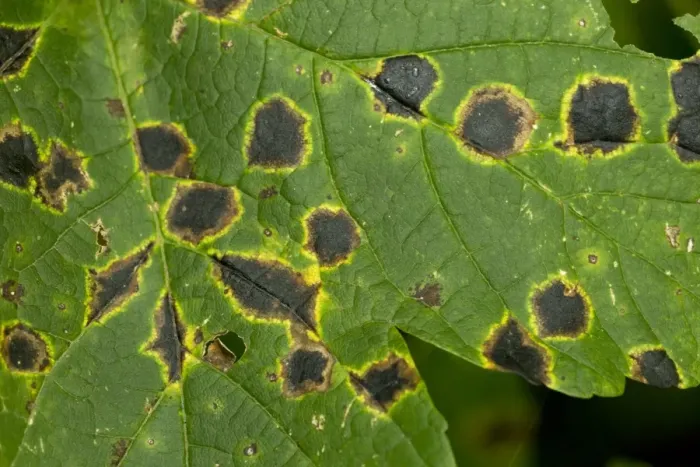 Framed Print : Sycamore Tar Spot (Rhytisma acerinum) lesions on Sycamore (Acer pseudoplatanus) leaf, Maritime Alps, France, September Framed Print : Sycamore Tar Spot (Rhytisma acerinum) lesions on Sycamore (Acer pseudoplatanus) leaf, Maritime Alps, France, September