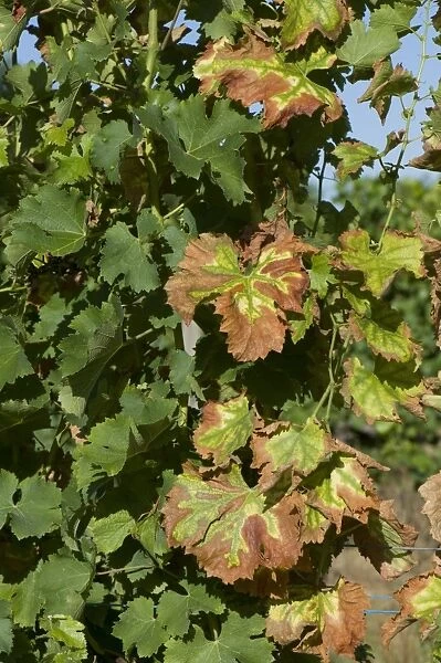 Symptoms of magnesium deficiency on grapevines in fruit in gironde, France, August