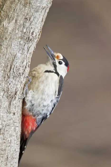 Framed Print : Syrian Woodpecker (Dendrocopos syriacus) adult male, feeding, clinging to tree trunk, Bulgaria, january