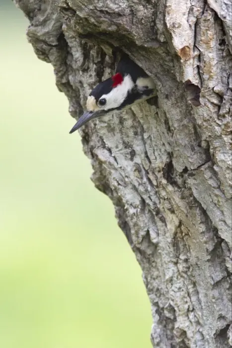 Framed Print : Syrian Woodpecker (Dendrocopos syriacus) adult male, at nesthole entrance in tree trunk, Bulgaria, may Framed Print : Syrian Woodpecker (Dendrocopos syriacus) adult male, at nesthole entrance in tree trunk, Bulgaria, may