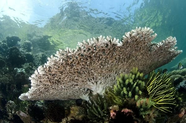 Table coral in reef habitat, Horseshoe Bay, Nusa Kode, Rinca Island, Komodo N. P. Lesser Sunda Islands, Indonesia, March