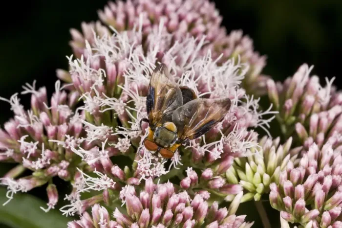 Framed Print : Tachinid Fly (Alophora hemiptera) adult, feeding on Hemp Agrimony (Eupatorium cannabinum) flowers, Hampshire, England Framed Print : Tachinid Fly (Alophora hemiptera) adult, feeding on Hemp Agrimony (Eupatorium cannabinum) flowers, Hampshire, England
