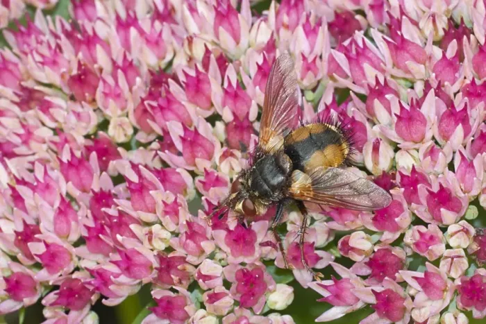 Framed Print : Tachinid Fly (Echinomyia fera) adult, feeding on pollen from Iceplant (Sedum sp. ) flowers in garden, Warwickshire, England, september Framed Print : Tachinid Fly (Echinomyia fera) adult, feeding on pollen from Iceplant (Sedum sp. ) flowers in garden, Warwickshire, England, september