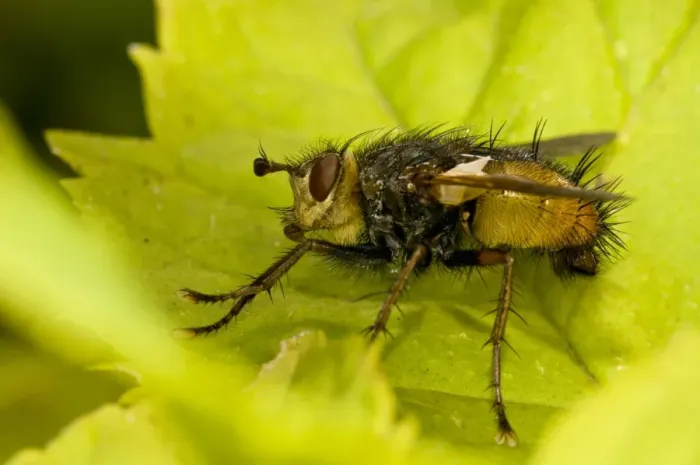 Framed Print : Tachinid Fly (Tachina fera) adult, resting on leaf, Downe Bank Nature Reserve, North Downs, Kent, England, august Framed Print : Tachinid Fly (Tachina fera) adult, resting on leaf, Downe Bank Nature Reserve, North Downs, Kent, England, august