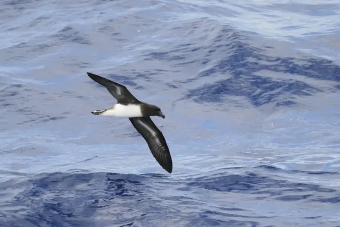 Framed Print : Tahiti Petrel (Pseudobulweria rostrata) adult, in flight over sea, off New Caledonia, Southwest Pacific, March